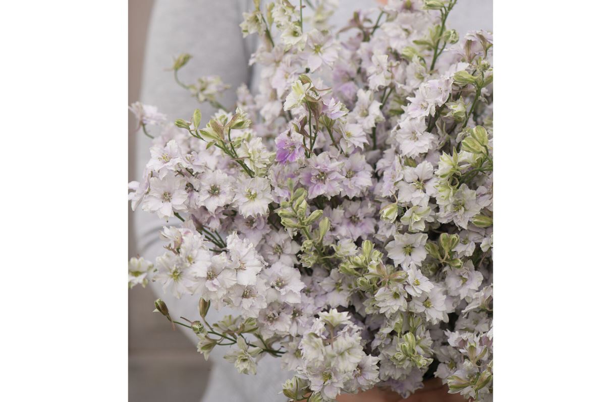 Fancy Smokey Eyes – Larkspur Seed